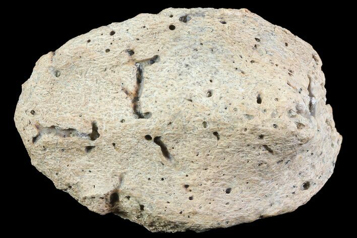 Ankylosaur Scute (Armor Plate) - Aguja Formation, Texas #76744